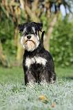 SCHNAUZER NAIN 071